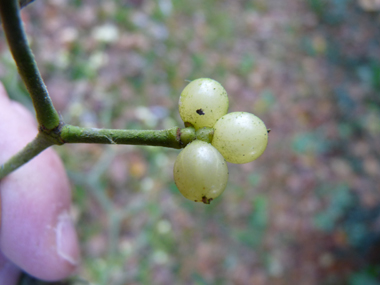 Baies de petite taille (5 mm), blanches en général et tirant vers le jaune chez le gui du sapin. Agrandir dans une nouvelle fenêtre (ou onglet)